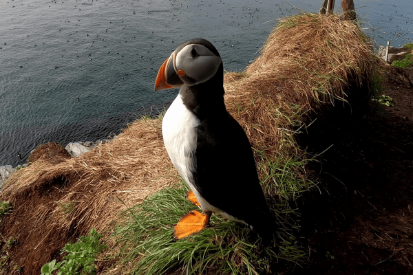 Hornoya-Puffin-1