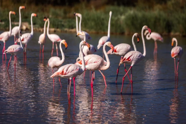 Flamingos-Camargue